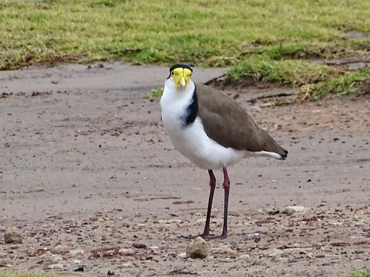 Masked Lapwing - ML620733986