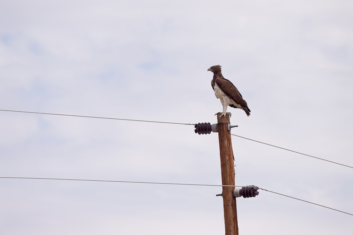 Martial Eagle - ML620733987