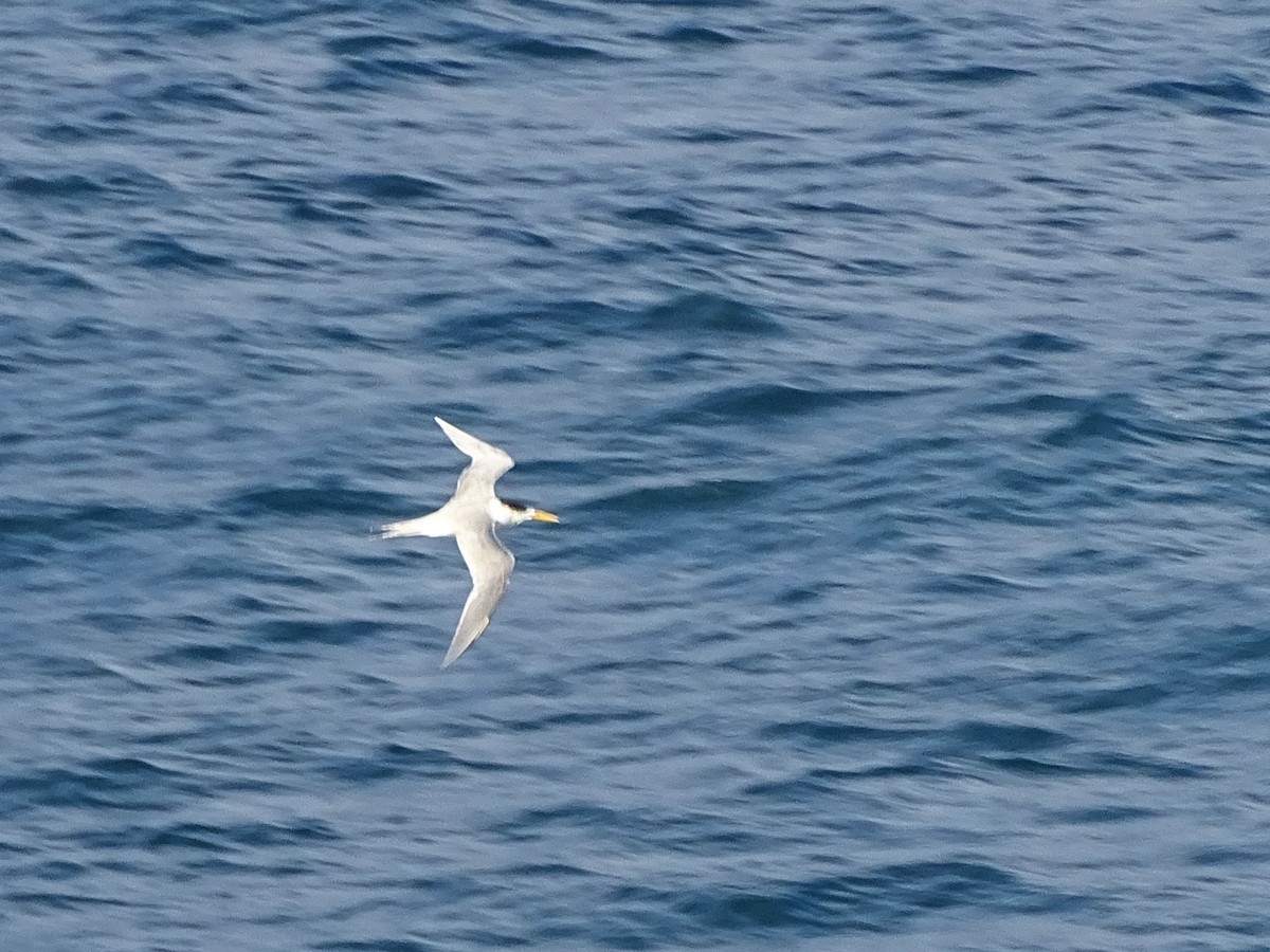 Great Crested Tern - ML620733988