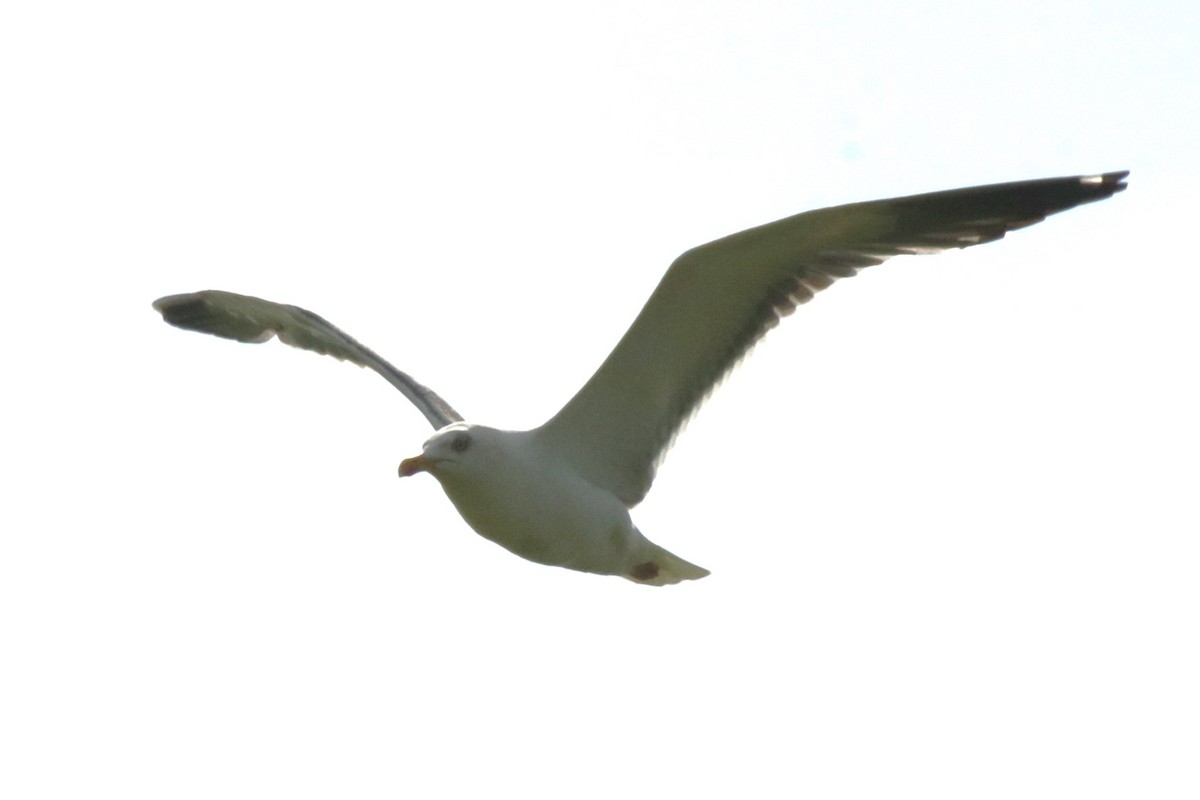 Lesser Black-backed Gull - ML620733989