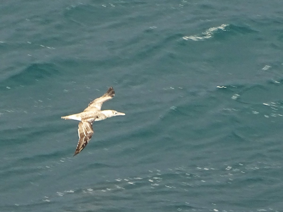 Australasian Gannet - ML620733990