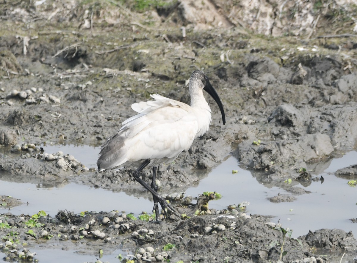 Black-headed Ibis - ML620733991