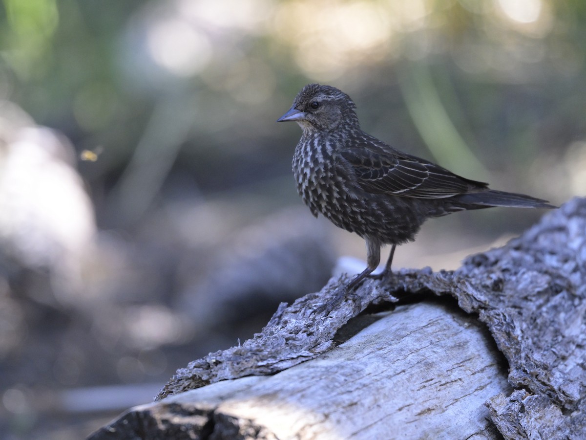 Red-winged Blackbird - ML620733993