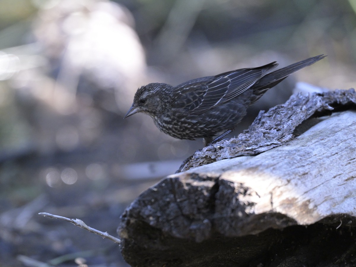 Red-winged Blackbird - ML620733994