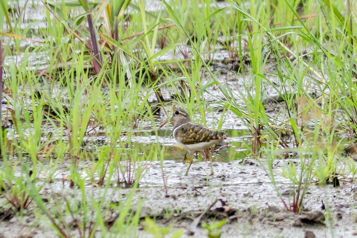 Greater Painted-Snipe - ML620733997