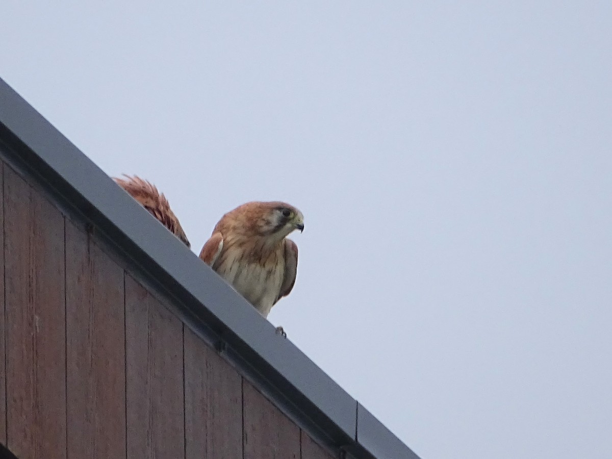 Nankeen Kestrel - ML620733999