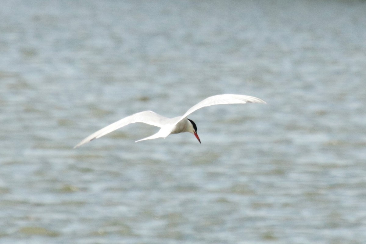 Common Tern - ML620734001