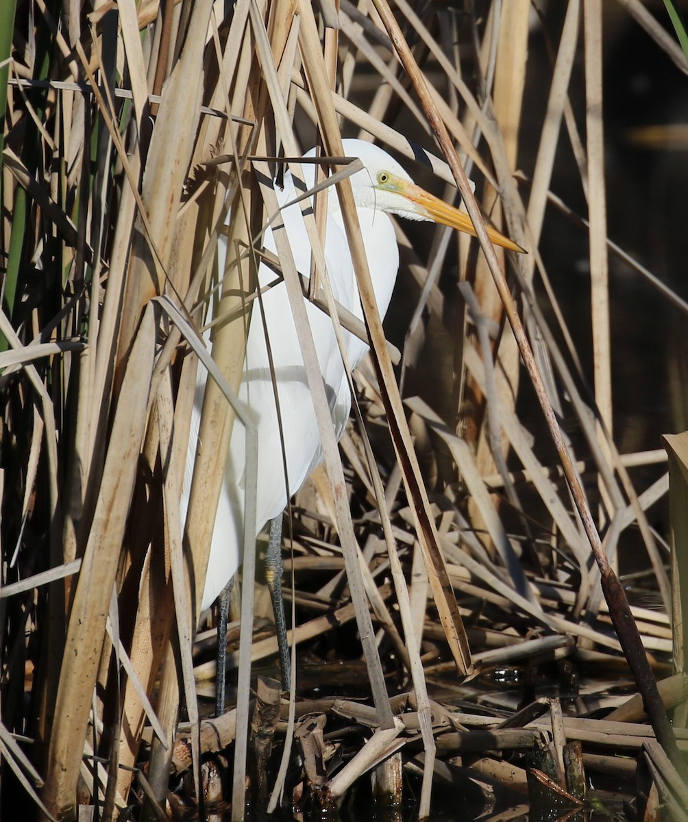 Great Egret - ML620734002