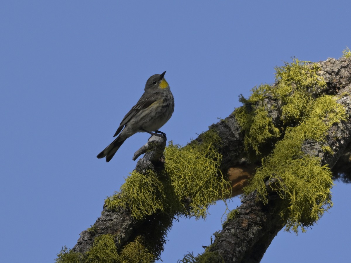 Yellow-rumped Warbler (Audubon's) - ML620734010