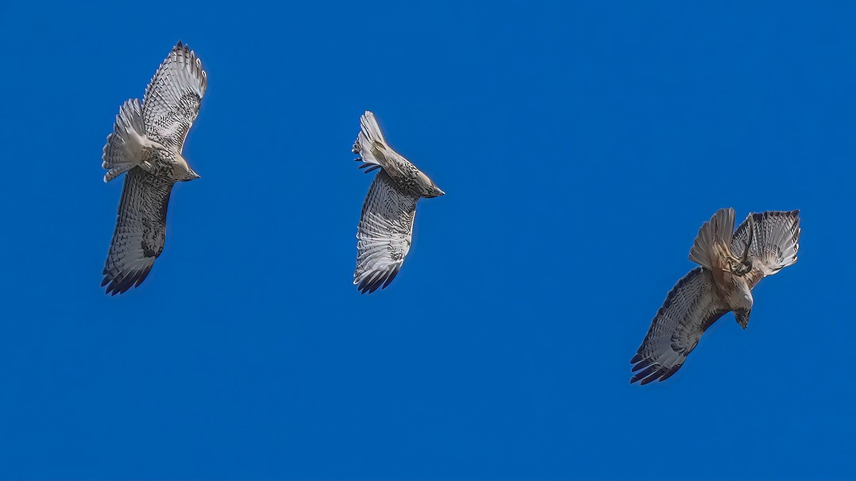 Red-tailed Hawk - ML620734017