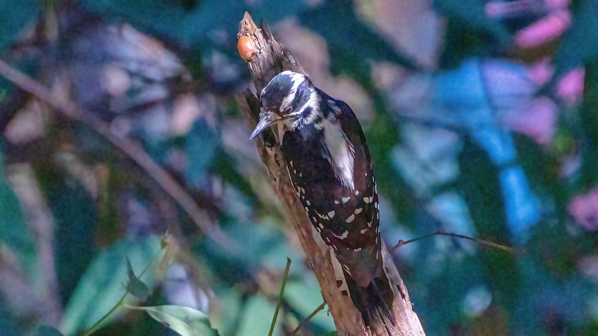 Downy Woodpecker - ML620734018