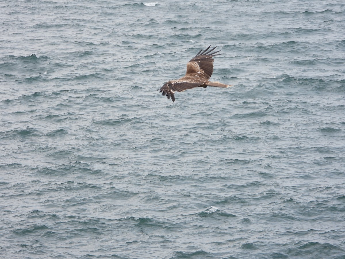 Black Kite - ML620734019