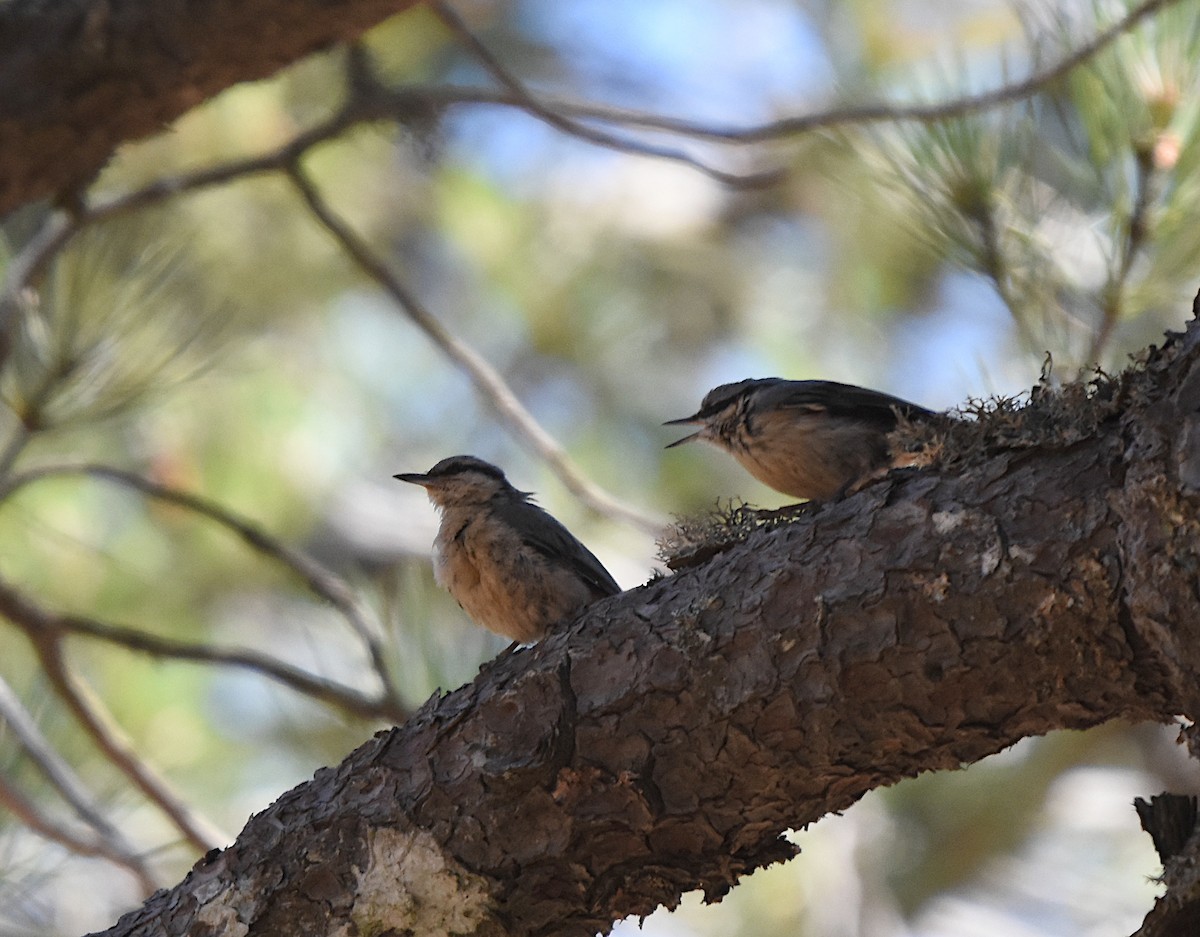 Eurasian Nuthatch - ML620734020