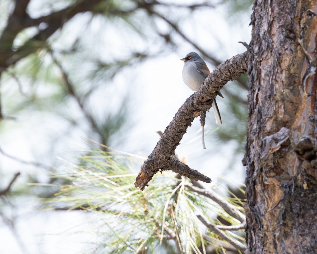 Junco aux yeux jaunes - ML620734026