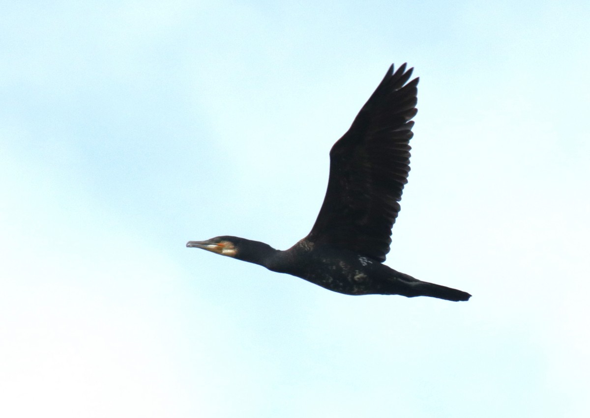 Great Cormorant - ML620734027