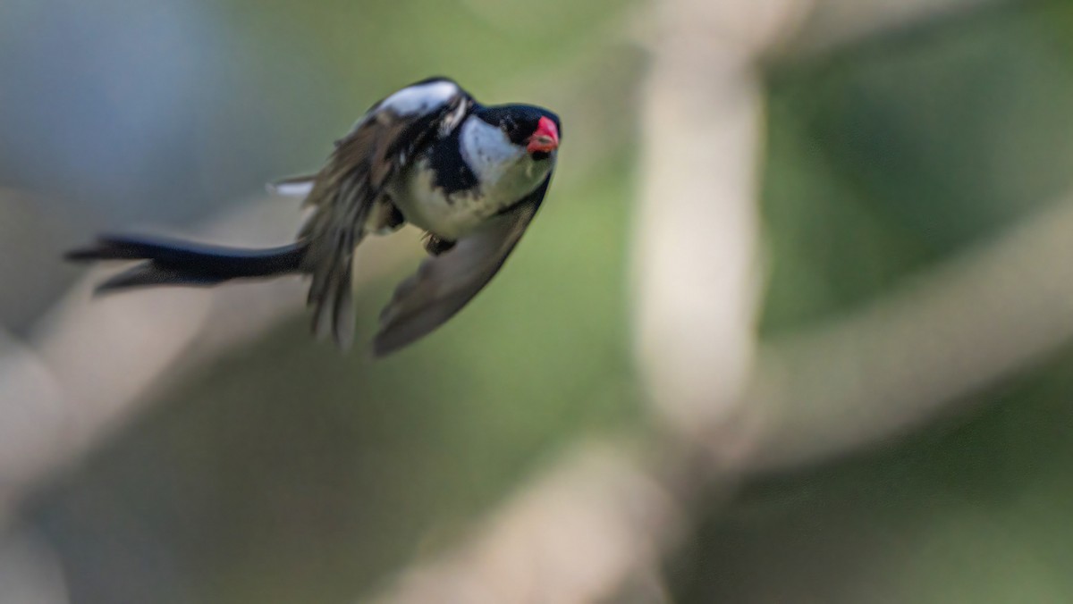 Pin-tailed Whydah - ML620734028