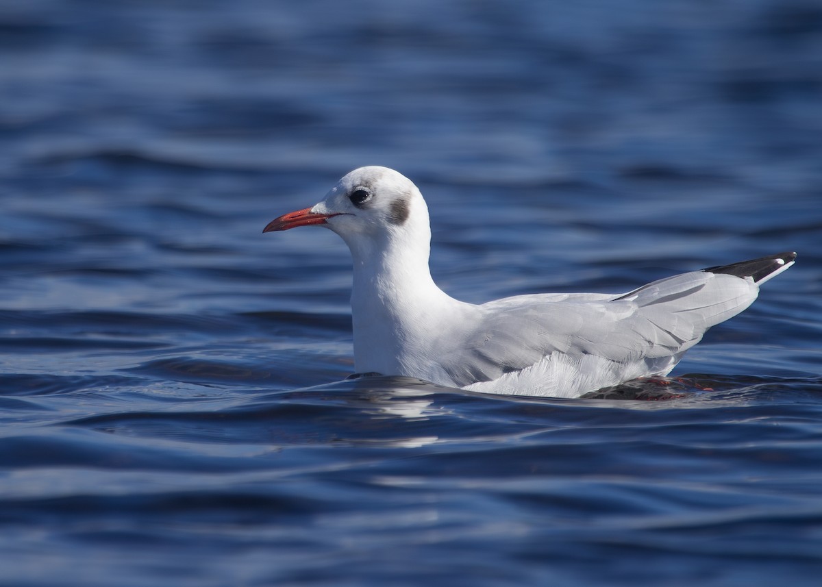 Black-headed Gull - ML620734030