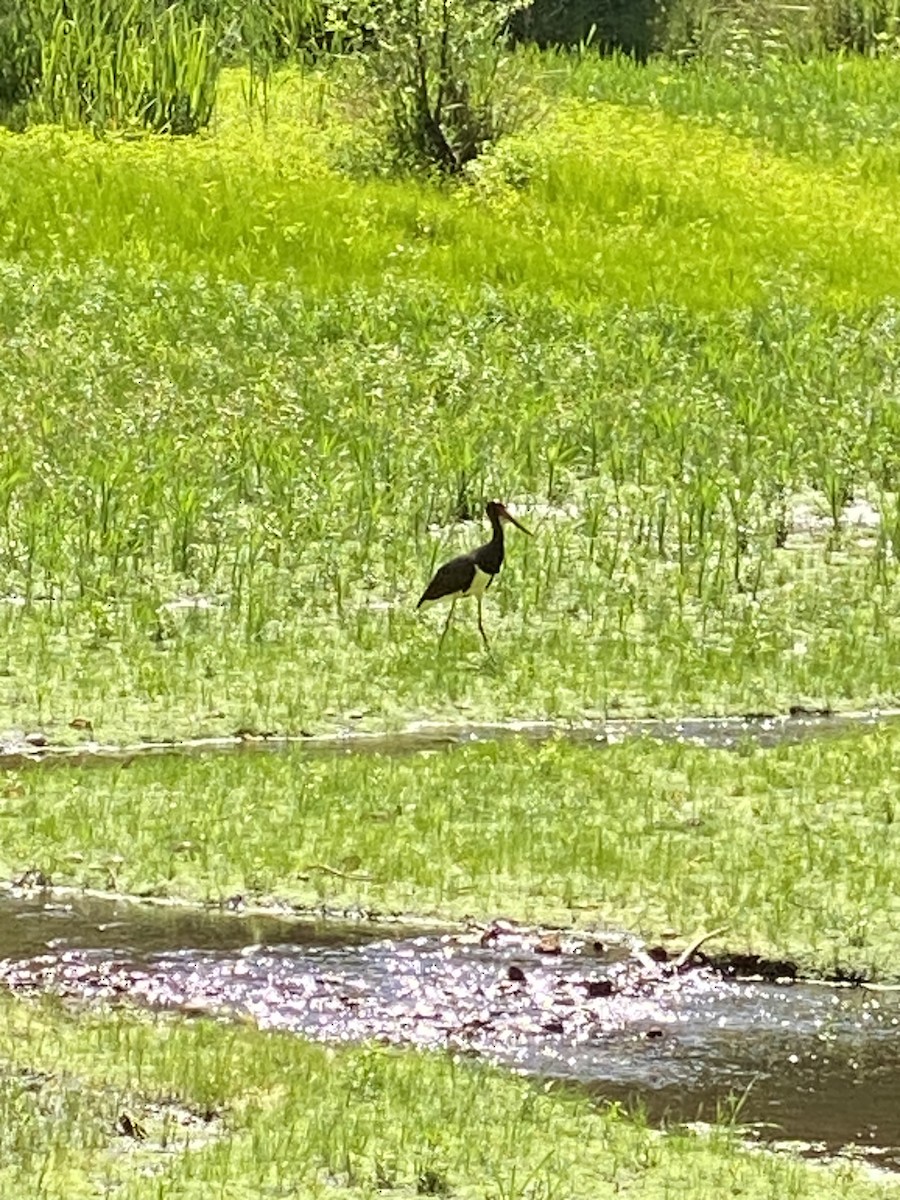 Black Stork - ML620734031