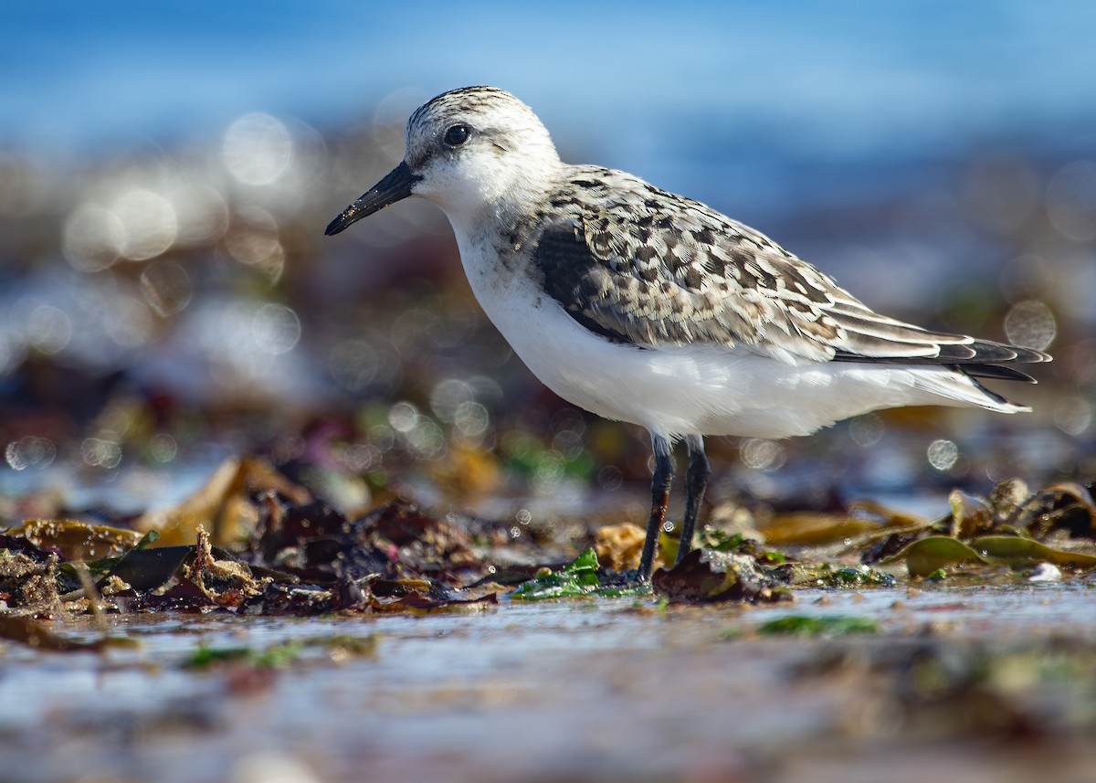 Bécasseau sanderling - ML620734035