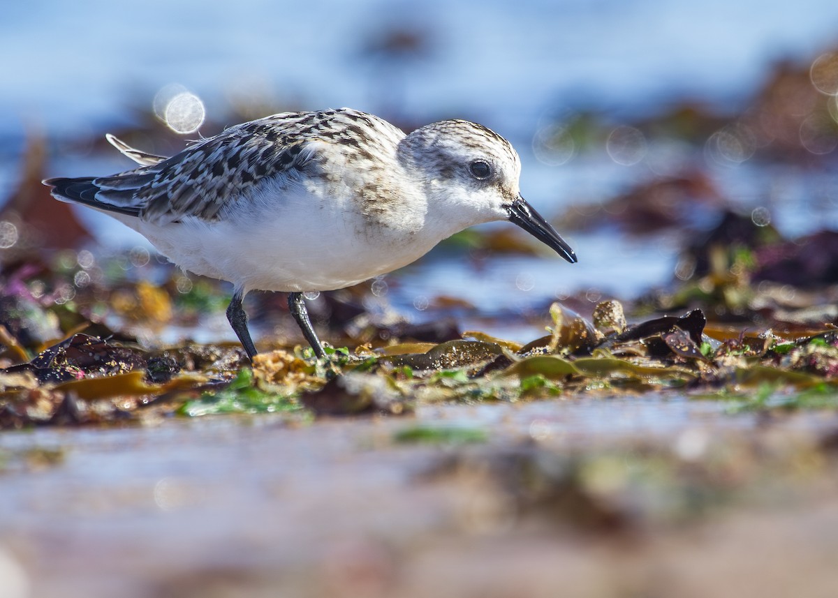 Bécasseau sanderling - ML620734036