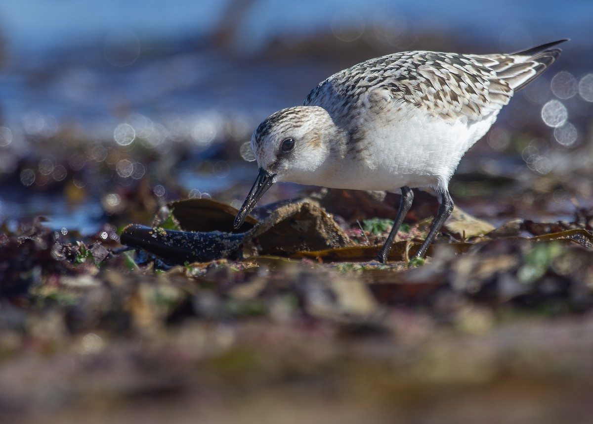 Bécasseau sanderling - ML620734038