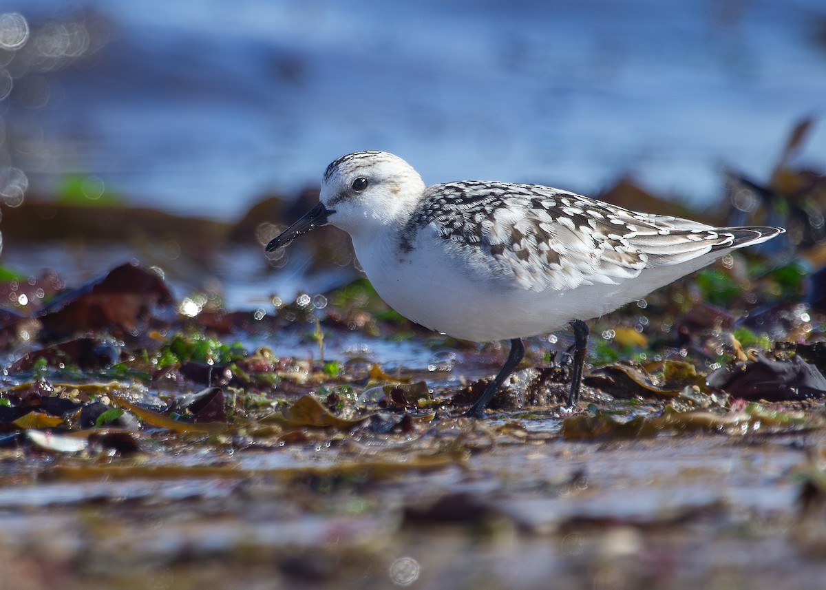 Bécasseau sanderling - ML620734040