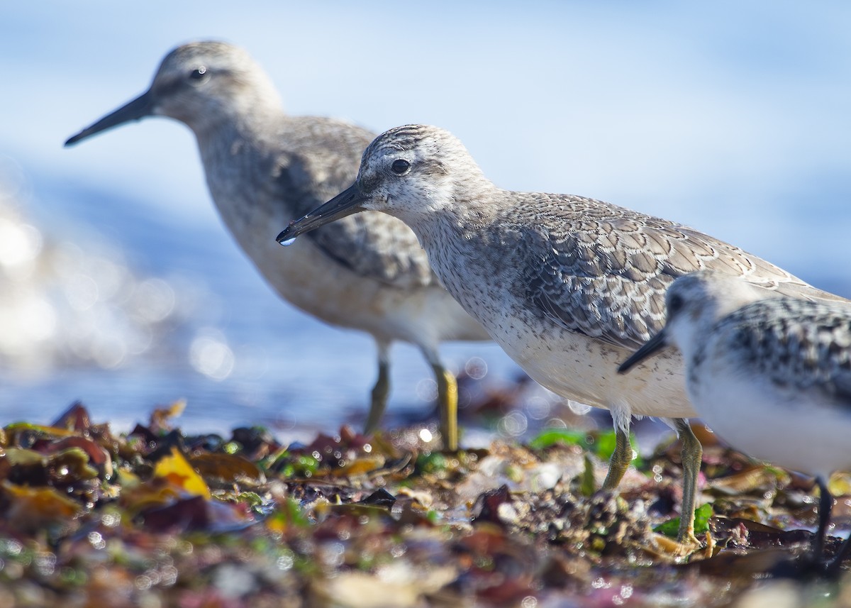 Red Knot - ML620734043