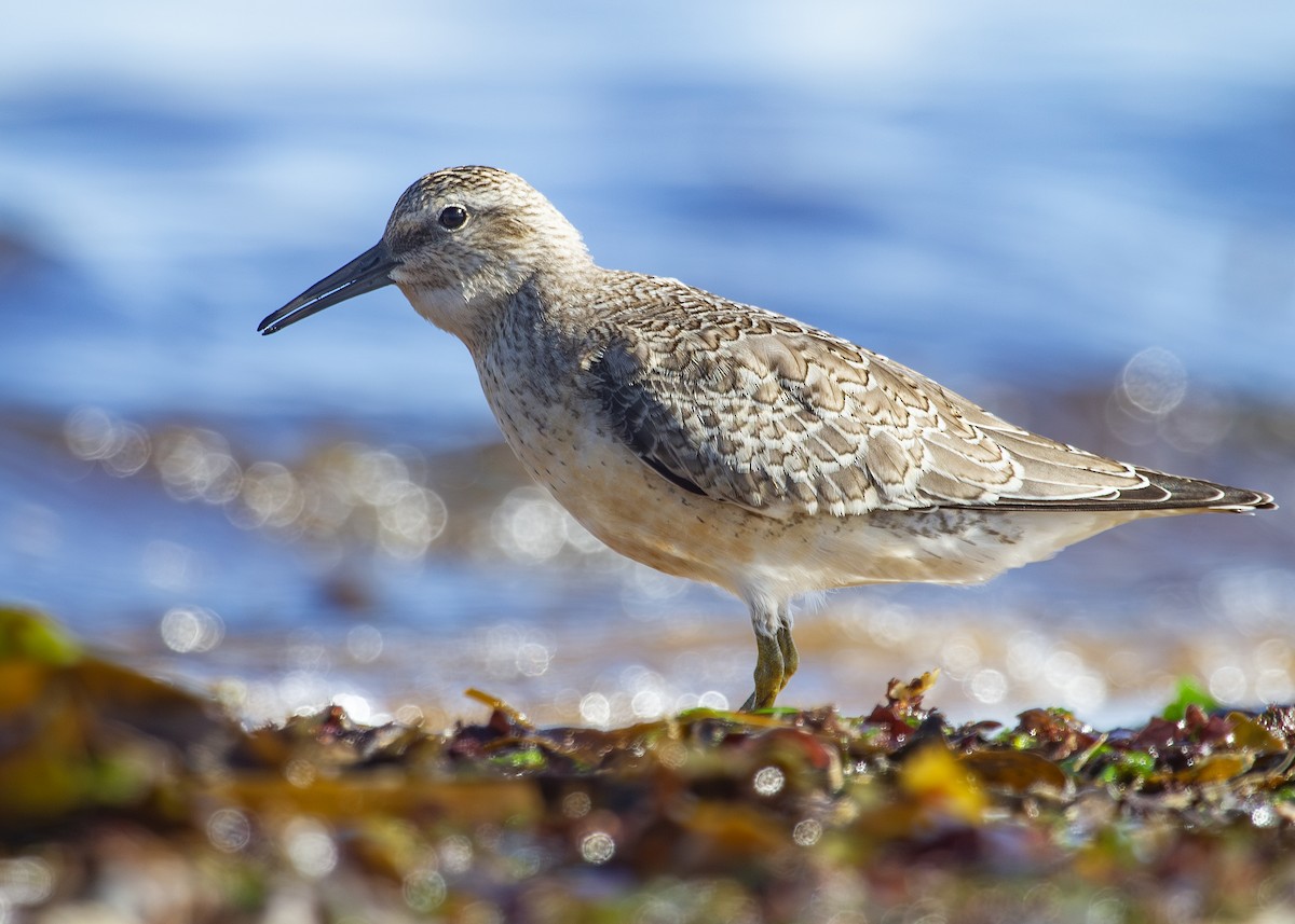 Red Knot - ML620734044