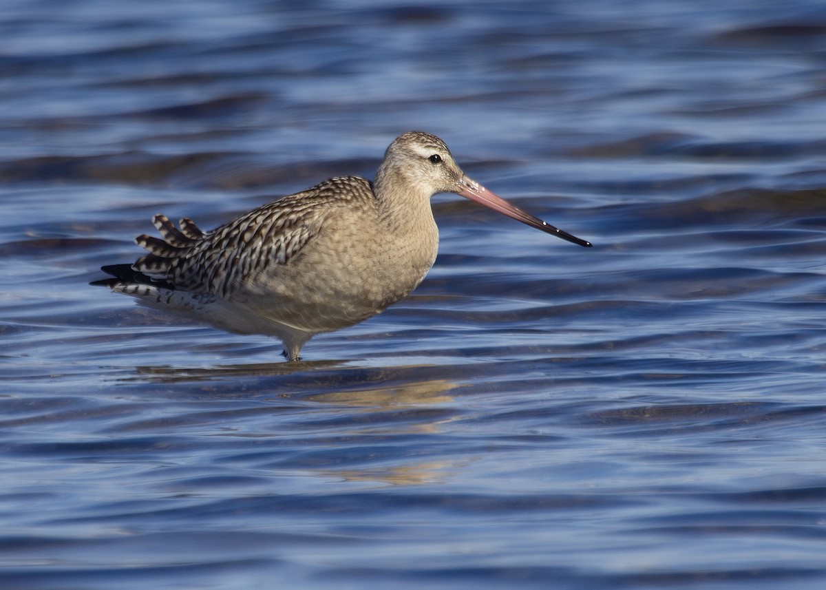 Bar-tailed Godwit (European) - ML620734046