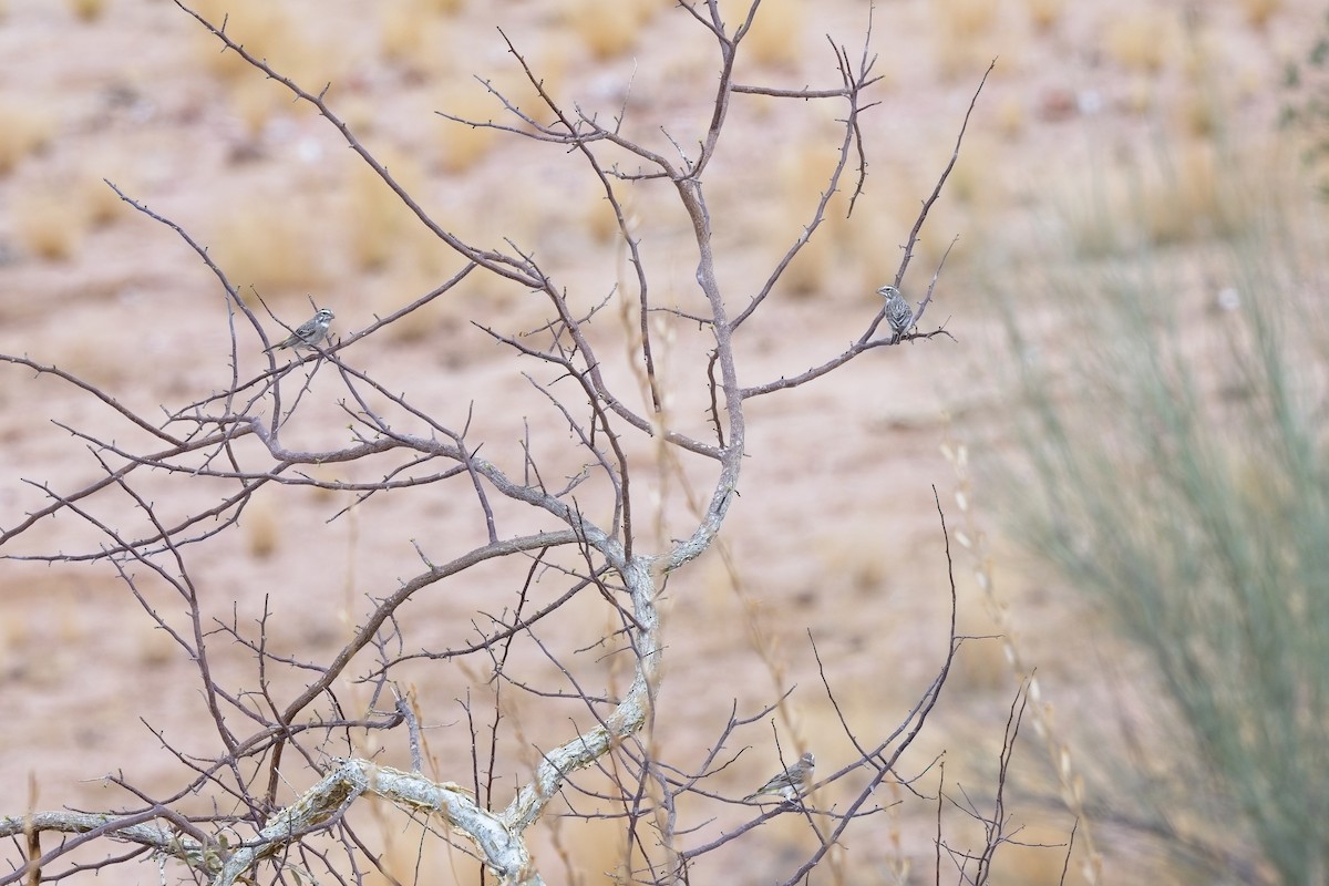 White-throated Canary - ML620734053