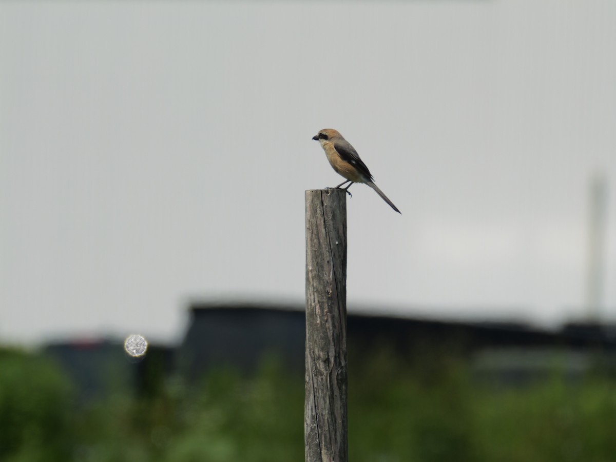 Bull-headed Shrike - ML620734057