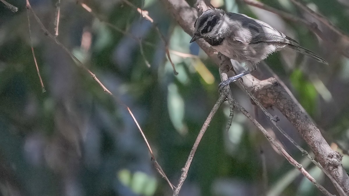 Mountain Chickadee - ML620734063