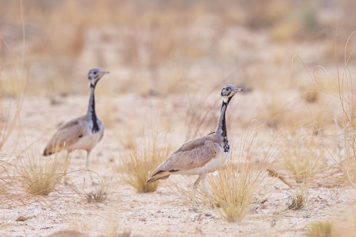 Rüppell's Bustard - ML620734064