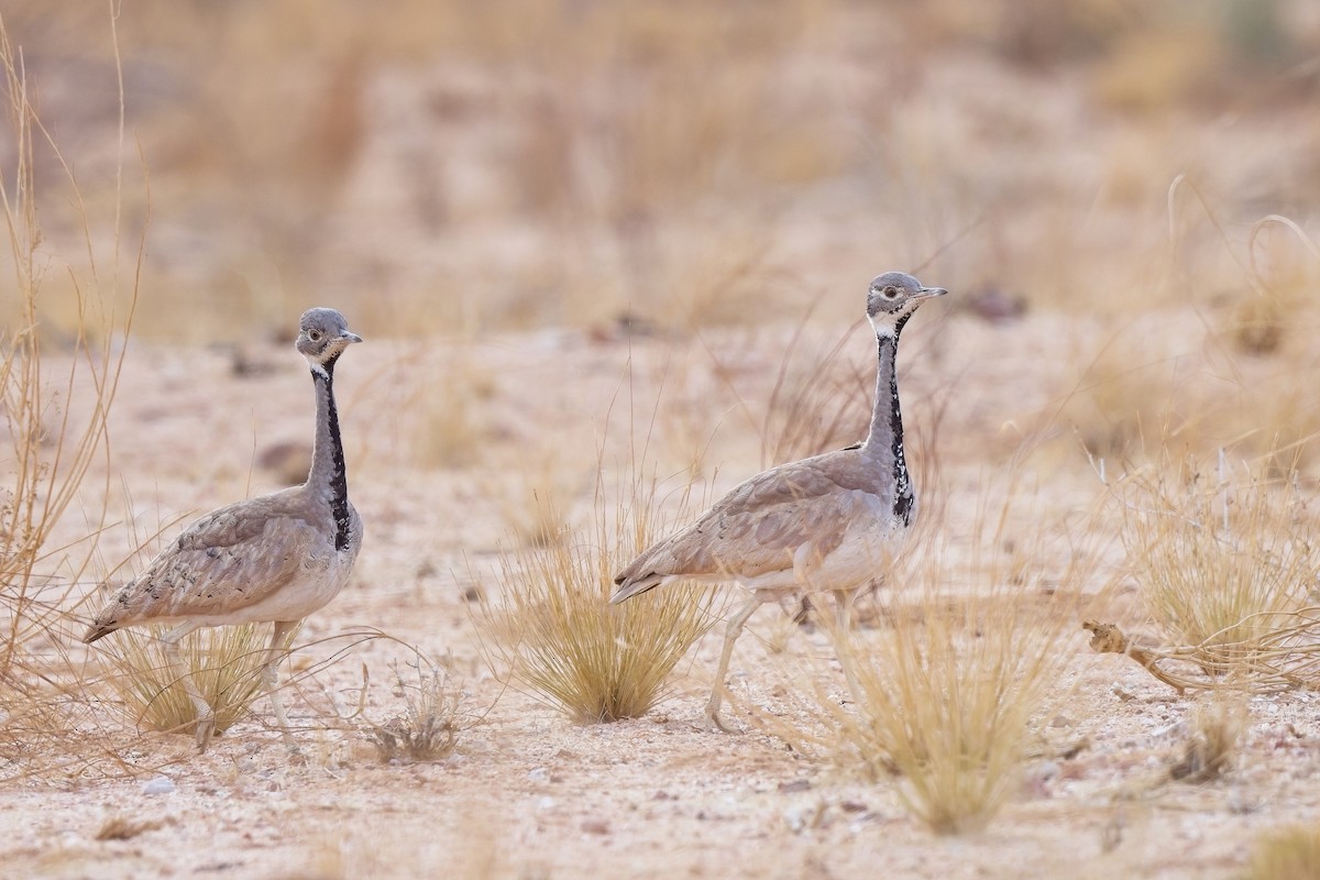 Rüppell's Bustard - ML620734066