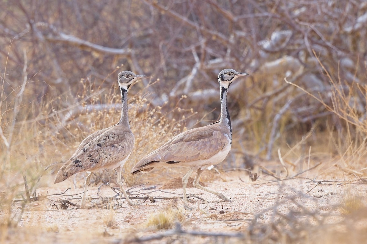 Sisón de Damaraland - ML620734067