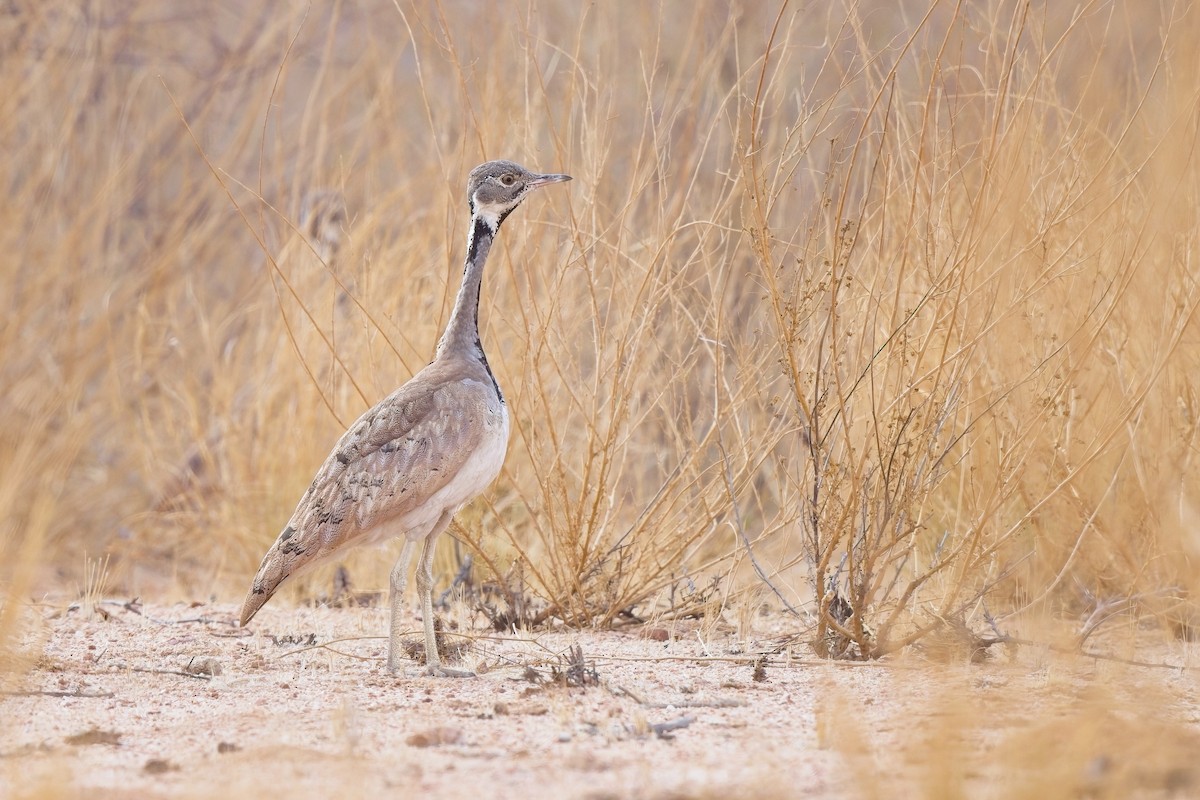 Rüppell's Bustard - ML620734068