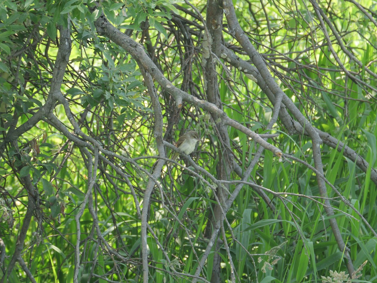 Oriental Reed Warbler - ML620734069