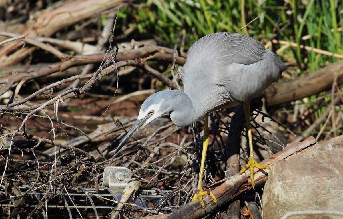 White-faced Heron - ML620734070