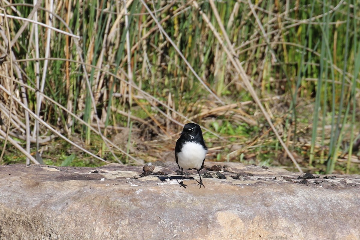 Willie-wagtail - ML620734072