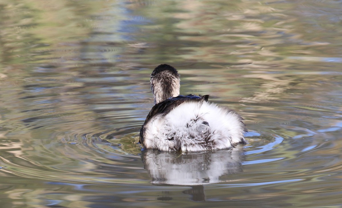 Hoary-headed Grebe - ML620734074