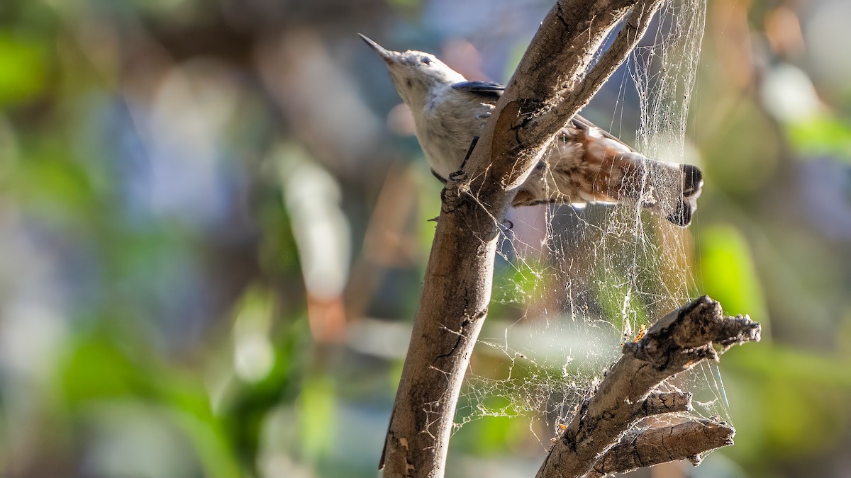 White-breasted Nuthatch - ML620734075