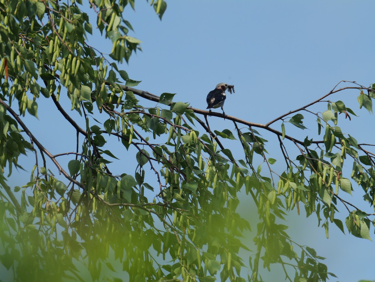 Chestnut-cheeked Starling - ML620734077