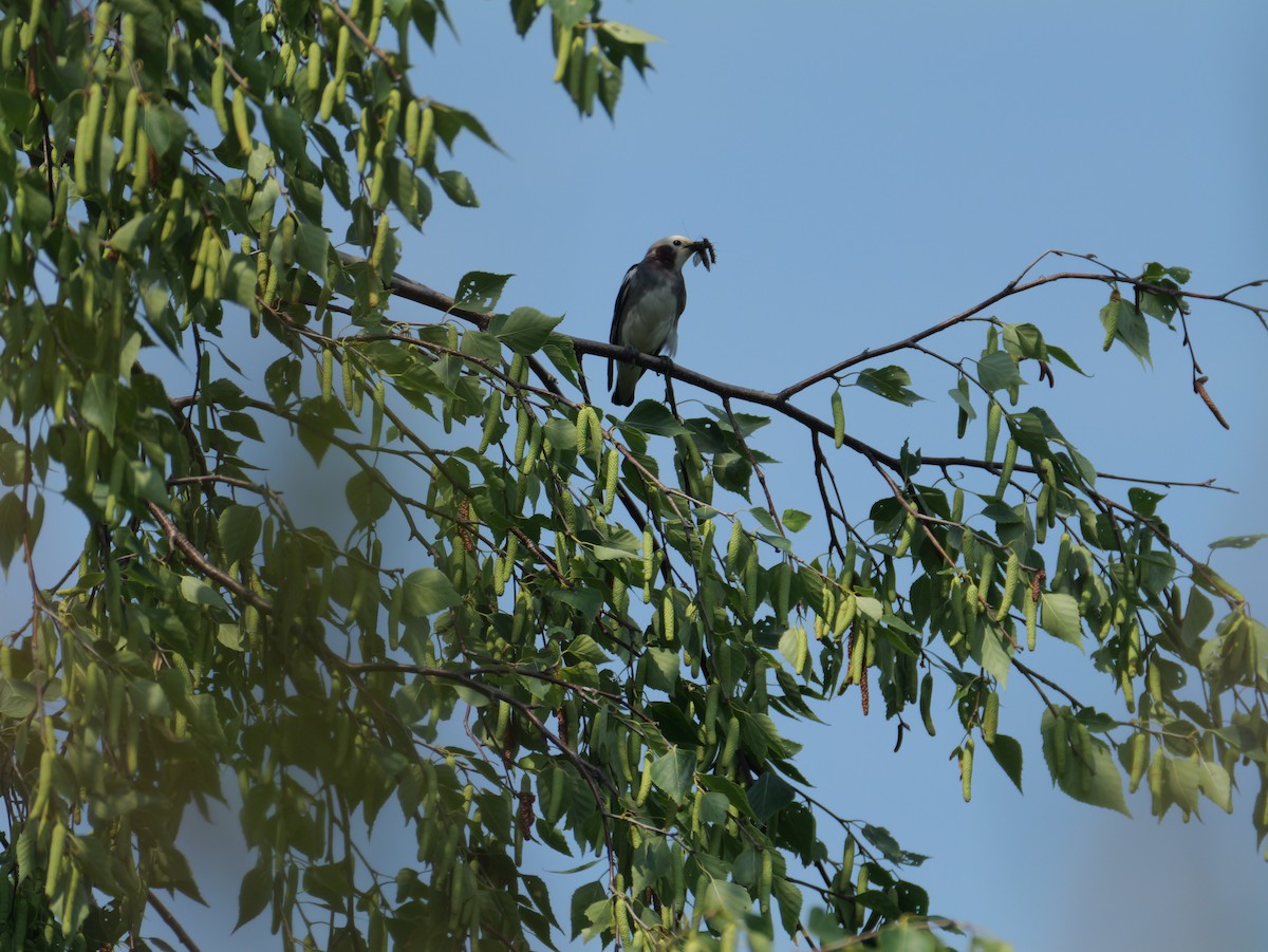 Chestnut-cheeked Starling - ML620734078