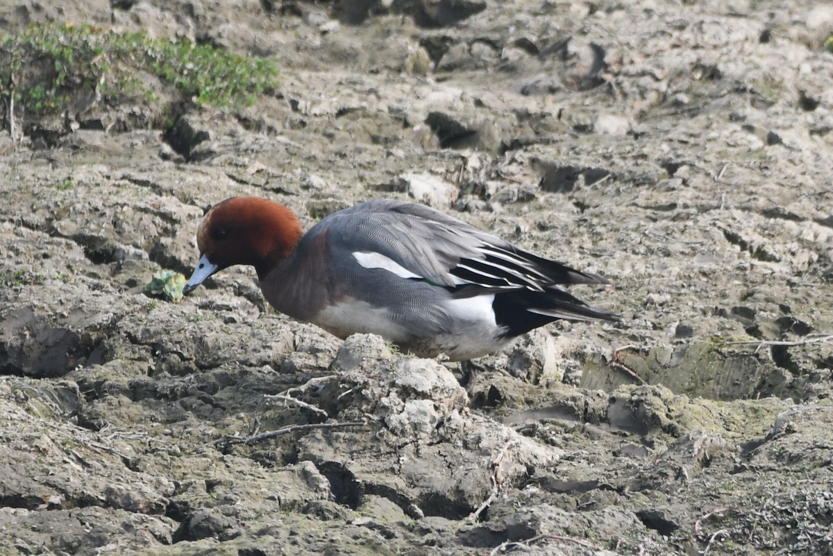 Eurasian Wigeon - ML620734079