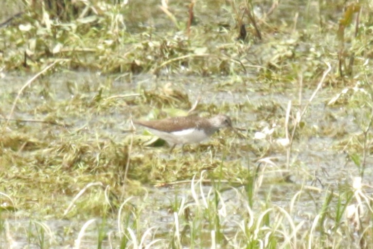 Green Sandpiper - ML620734082