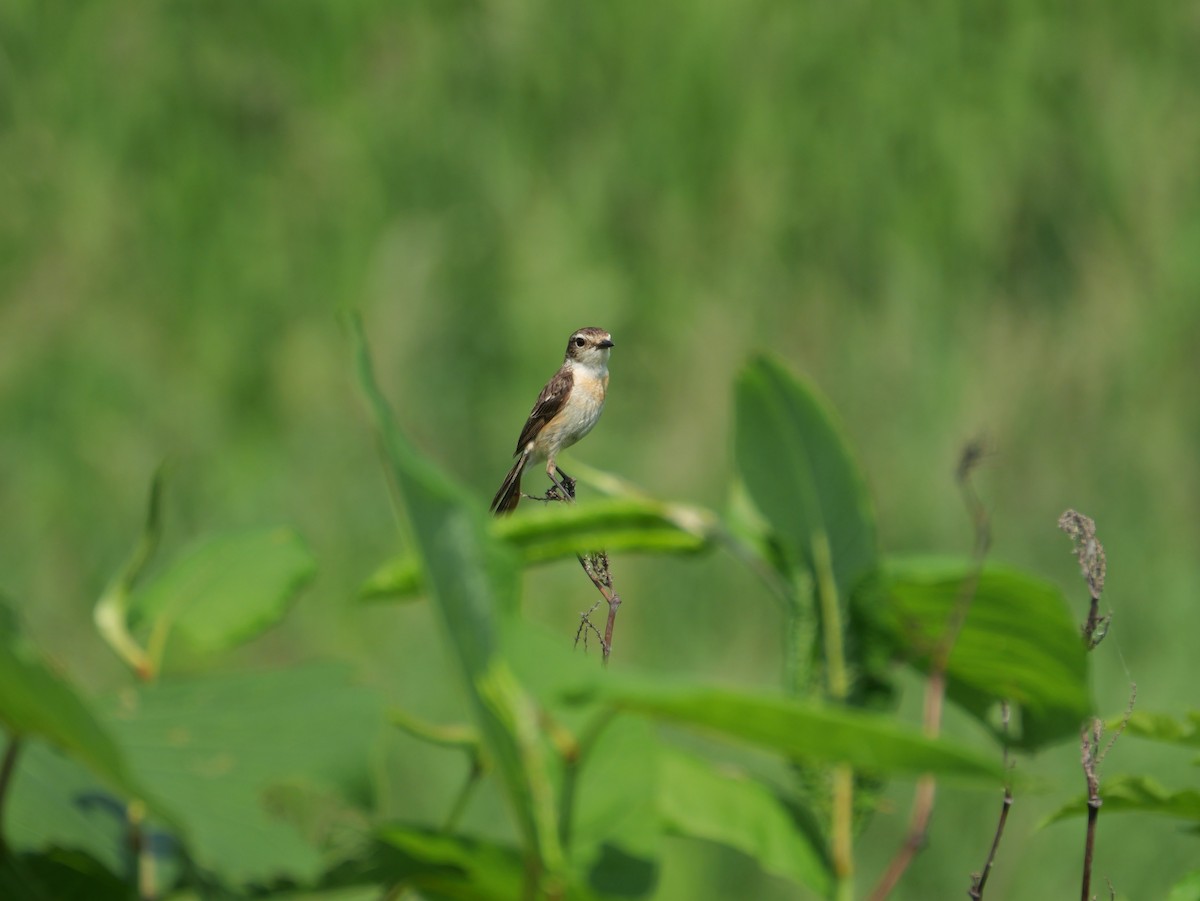 Amur Stonechat - ML620734084