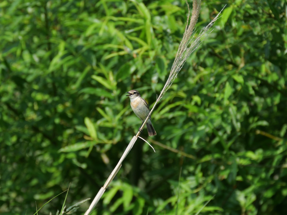 Amur Stonechat - ML620734086