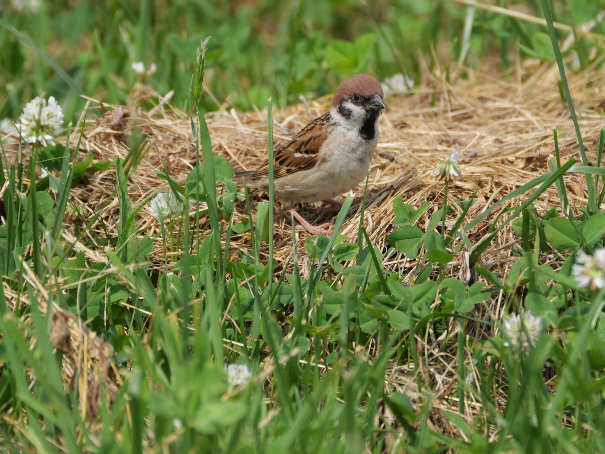 Eurasian Tree Sparrow - ML620734089