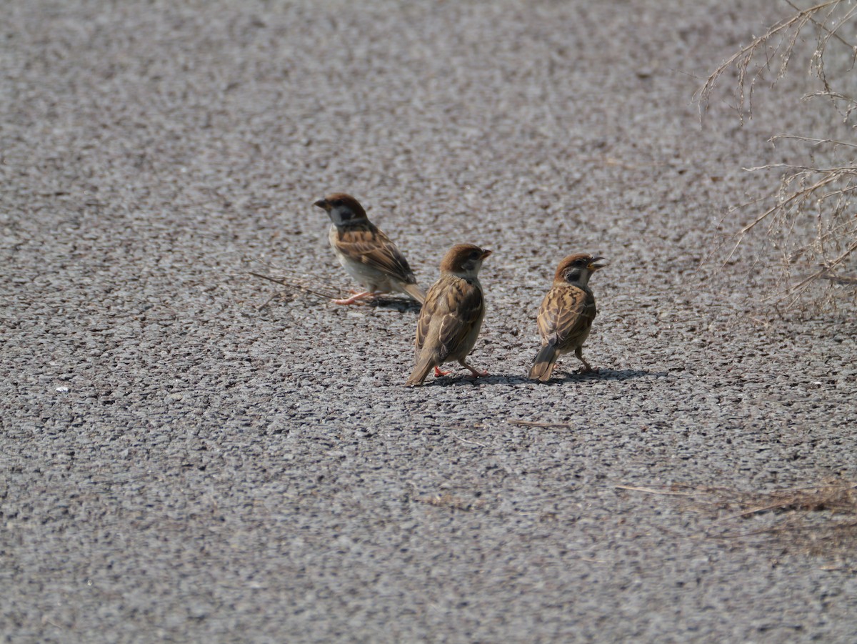 Eurasian Tree Sparrow - ML620734091