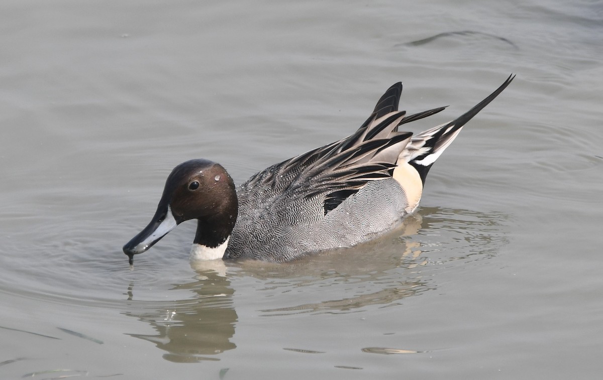 Northern Pintail - ML620734092